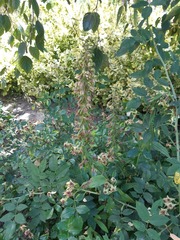 Epipactis helleborine helleborine