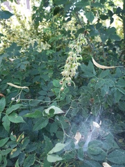 Epipactis helleborine helleborine