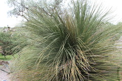 Dasylirion longissimum