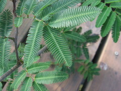 Mimosa asperata