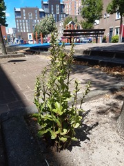 Epipactis helleborine helleborine