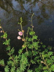 Mimosa asperata