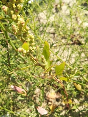 Chenopodium acerifolium