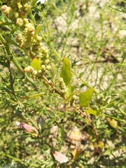 Chenopodium acerifolium