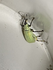 Compsus auricephalus