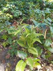 Epipactis helleborine helleborine