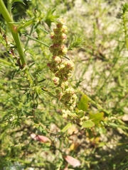 Chenopodium acerifolium