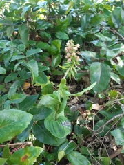 Epipactis helleborine helleborine