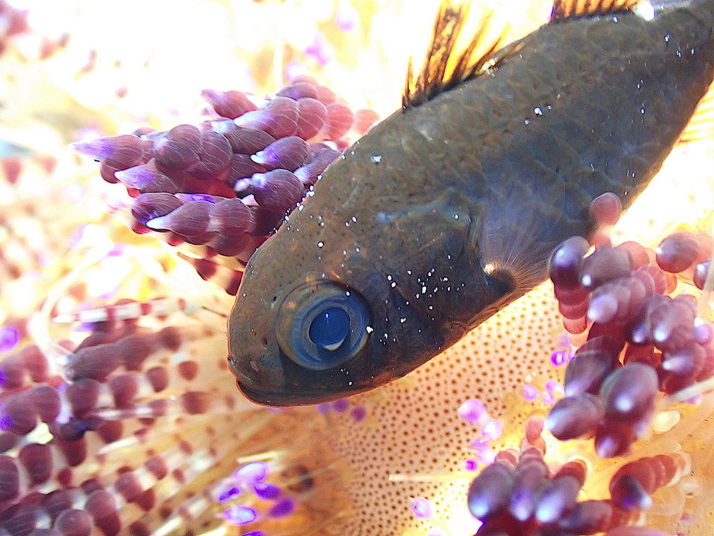 Majima's siphonfish (Siphamia majimai) — Apogonidae