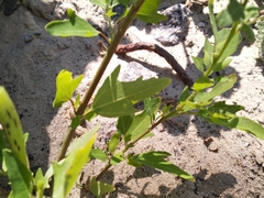 Chenopodium acerifolium