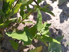 Chenopodium acerifolium