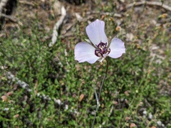 Calochortus invenustus