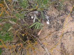 Freesia caryophyllacea