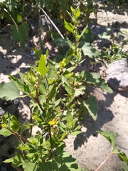 Chenopodium acerifolium