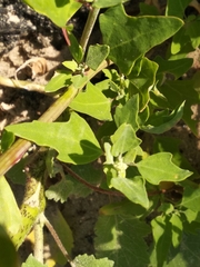 Chenopodium acerifolium
