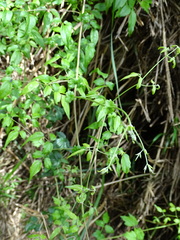 Clematis peterae lishanensis