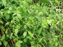 Clematis peterae lishanensis