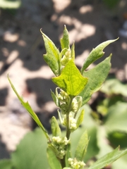 Chenopodium acerifolium