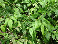 Clematis peterae lishanensis