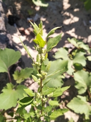 Chenopodium acerifolium