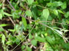 Clematis peterae lishanensis