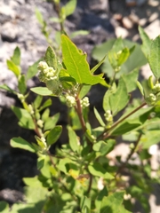 Chenopodium acerifolium