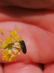 Anthaxia umbellatarum