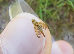 Chaetorellia jaceae