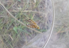 Chaetorellia jaceae