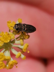 Anthaxia umbellatarum