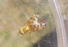 Chaetorellia jaceae