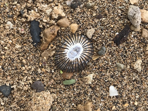 Cellana exarata observed 2018-07-10