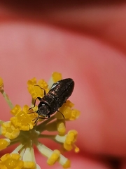 Anthaxia umbellatarum