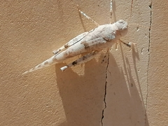 Sphingonotus caerulans