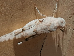 Sphingonotus caerulans