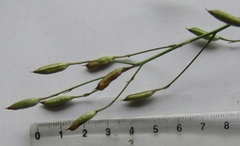 Delphinium consolida consolida