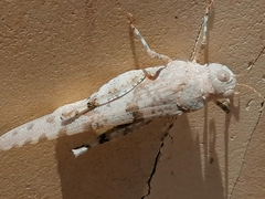 Sphingonotus caerulans