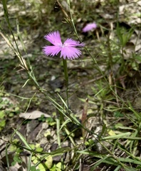 Dianthus palinensis
