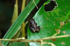 Pristimantis altamazonicus