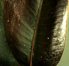 Parthenothrips dracaenae