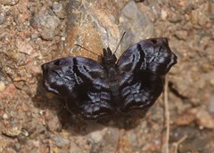 Helias phalaenoides