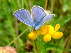 Cyaniris semiargus