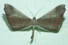 Macrosoma rubedinaria