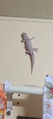 Gehyra australis