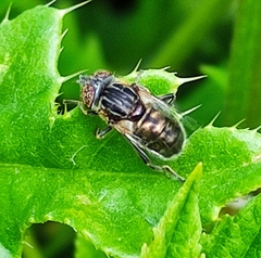 Eristalinus sepulchralis