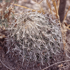 Coryphantha palmeri