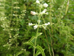 Ocimum lamiifolium