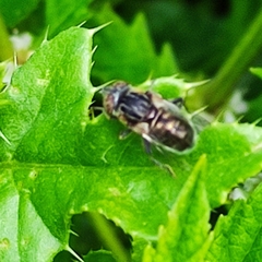 Eristalinus sepulchralis