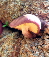 Gymnopilus dilepis