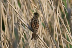 Emberiza schoeniclus